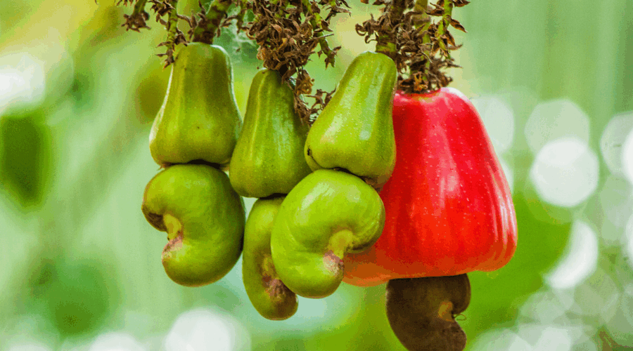 Tanzanian Tea, Cashews & Avocados: How Value Chains Are Moving Upstream